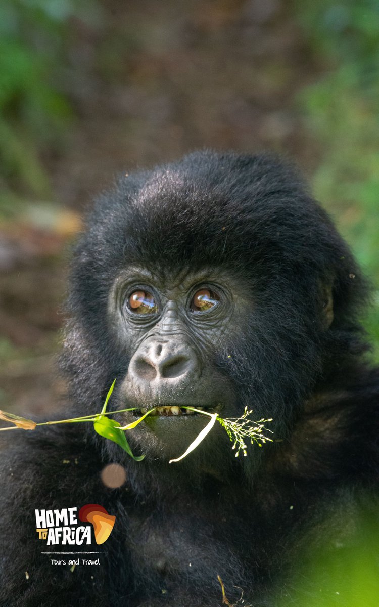 #ExploreUganda #VisitUganda #gorilla #mountaingorillas #Trekking