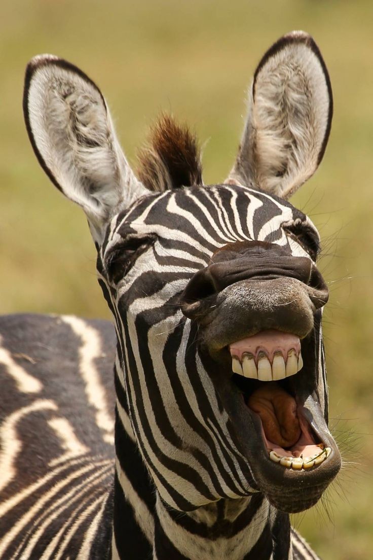 cutestaleytha's tweet photo. Herbivore? https://t.co/jUI33Unjkr
