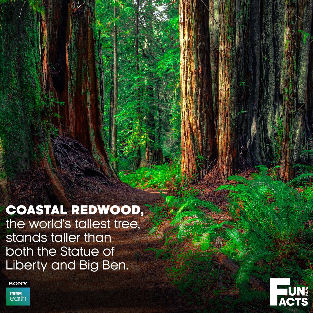 SonyBBCEarth's tweet photo. The world's tallest tree is a coastal redwood, Sequoia sempervirens, measuring 116m (380ft), at Redwood National Park, California.
#SonyBBCEarth #FeelAlive #Nature #Animals #FunWithFacts #Coastal #SequoiaSempervirens #Redwood #TallestTree #Wildlife https://t.co/FyNume6MAT