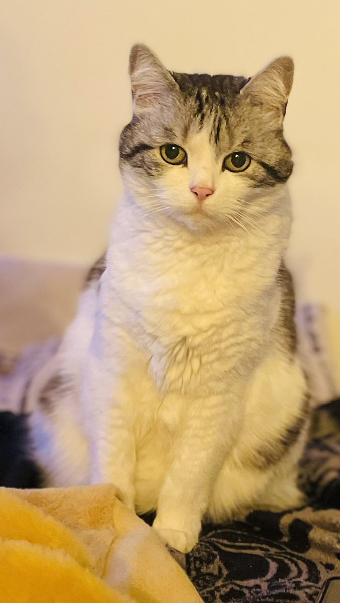 Mon gros chat d’amour