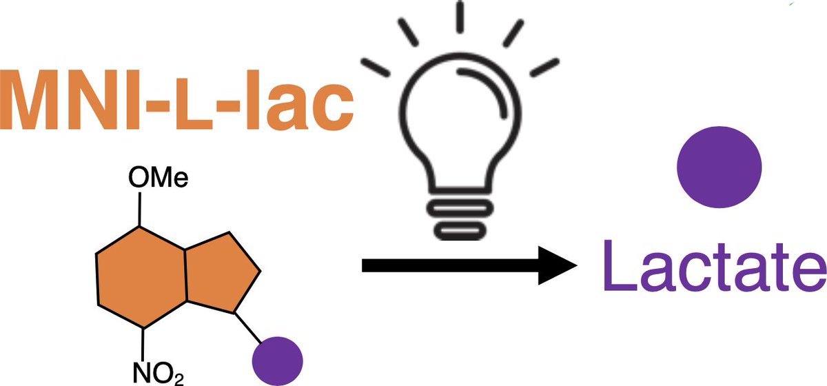 Grad student Ikumi Miyazaki synthesized photocaged L-lactate (MNI-L-lac) for illumination-dependent release of L-lactate! Let us know if you have an idea to use this reagent in your research. biorxiv.org/content/10.110…