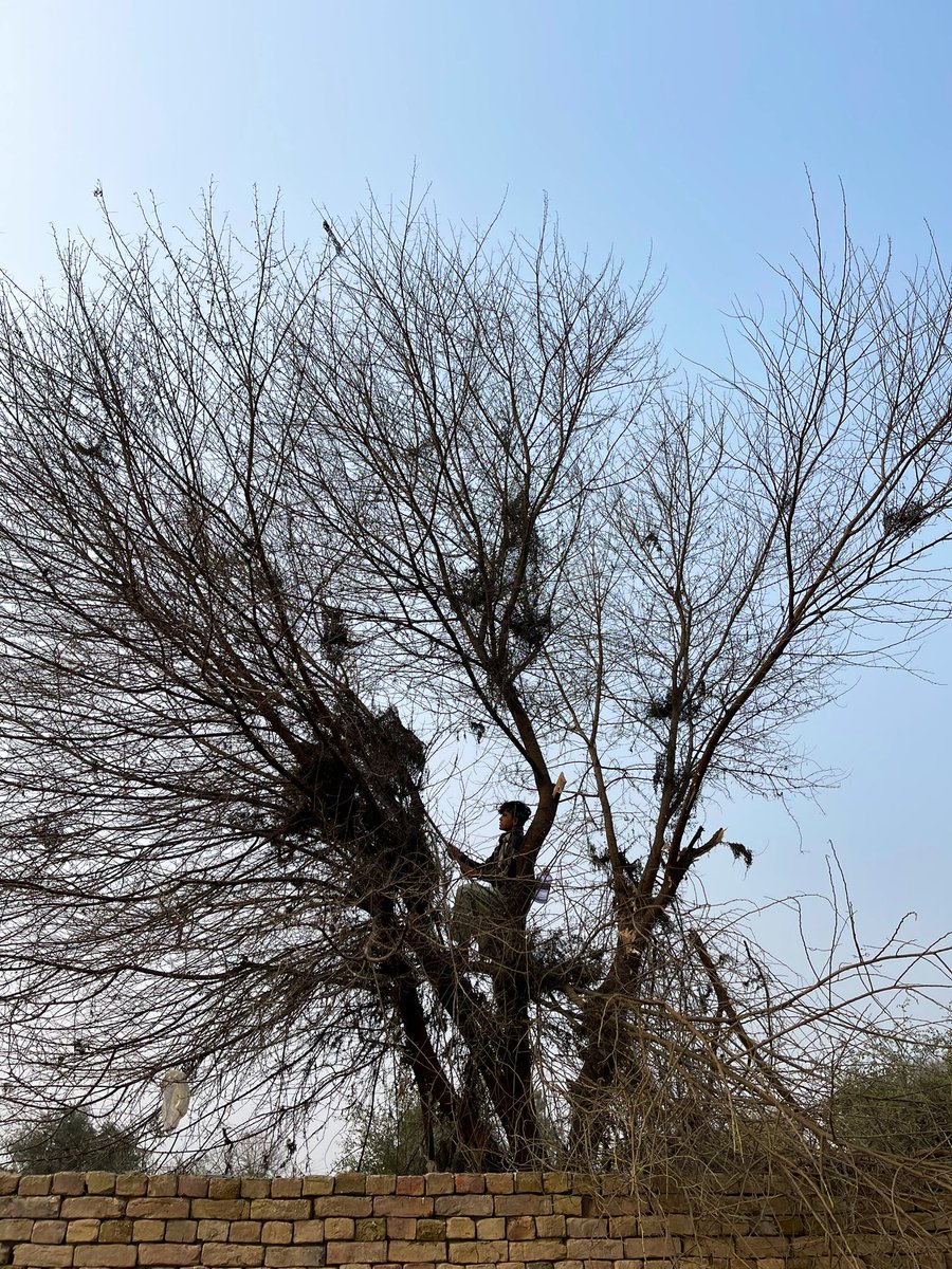 zabulistan_'s tweet photo. get your trees trimmed.
#welcomingspring https://t.co/eOnzQFDcCg