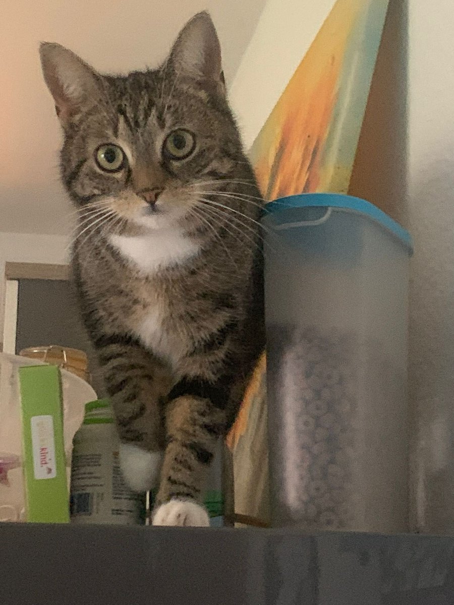 TinkerBell_just's tweet photo. Vermittlungshilfe:

 Name: Cleo 
Rasse: angeblich Main Coon Mix, denken aber eher an Tabby 
Alter: 3
Vergnügen: spielen mit Laserpointern und liebt Leckerlis
Andere Infos: 
Ist etwas schreckhaft und macht gerne Dinge die sie nicht darf.
Kastrierte Freigängerin

Die Familie zieht um und sucht ein neues zuhause.
Derzeit im LK Hameln-Pyrmont, Kontaktdaten gebe ich bei Interesse weiter