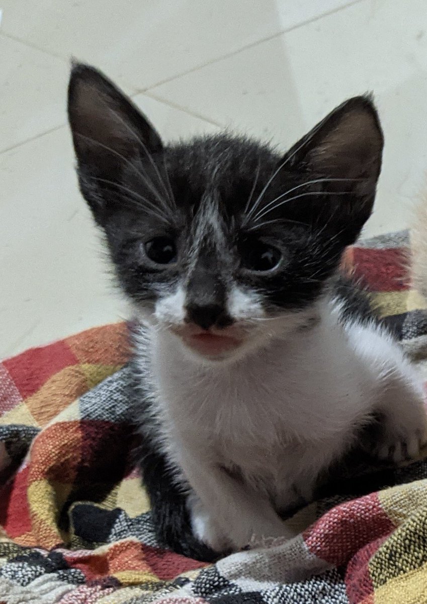 EshioHaz's tweet photo. Hey @Ubisoft , this member of the brotherhood was born a month ago 😉 His assassination skills are yet to be discovered tho😁
#AssassinsCreed #Ubisoft #AssassinsCreedCat #AssassinsCreedMirage https://t.co/kf9QkL65oO