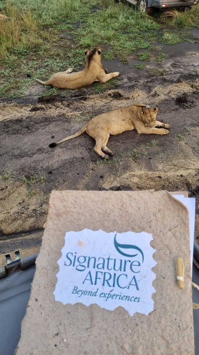 Our Signature travel diary is full of such amazing and up close encounters. Be part of all these by emailing us at info@signature-africa.com 

#signature #explore #signatureafrica #naturephotography #exploreuganda #gamedrives #journeysbeyond