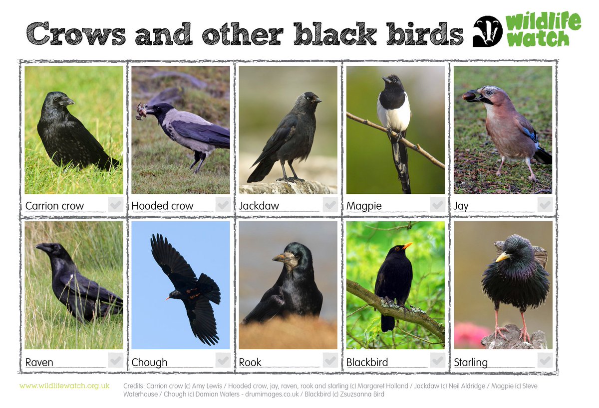 Get to know your crows! There are eight different members of the crow (or corvid) family in the UK, how many have you spotted? wildlifewatch.org.uk/wildlife-zone/…