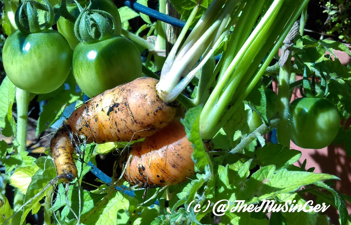 TheMuSinger's tweet image. Should I become a farmer sometime in the future, I don't think I'll win any 🥇for growing carrots.😊Rather pitiful at the dinner table, but at least I know it is chemical and Big Pharma free.👍 #joysofgardening #organicbliss #thankyouGod