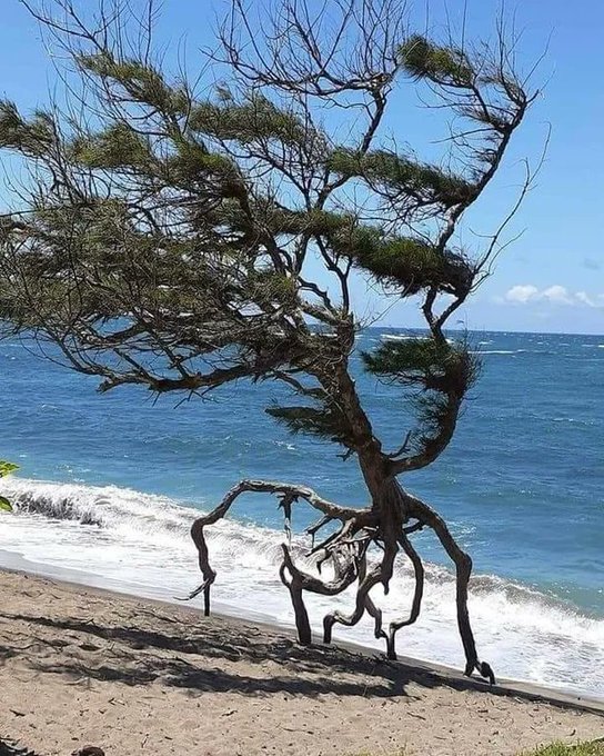 Rainmaker1973's tweet photo. «Hurry! We can catch the next wave!» 

On Waihee Beach Park, Maui, Hawaii, this tree grew by the sea and coastal eroison exposed its roots, making it look like it's running.

[📹 Fred Tree Man Breglia / bigtreehunters] https://t.co/Ip0b9EOWBW