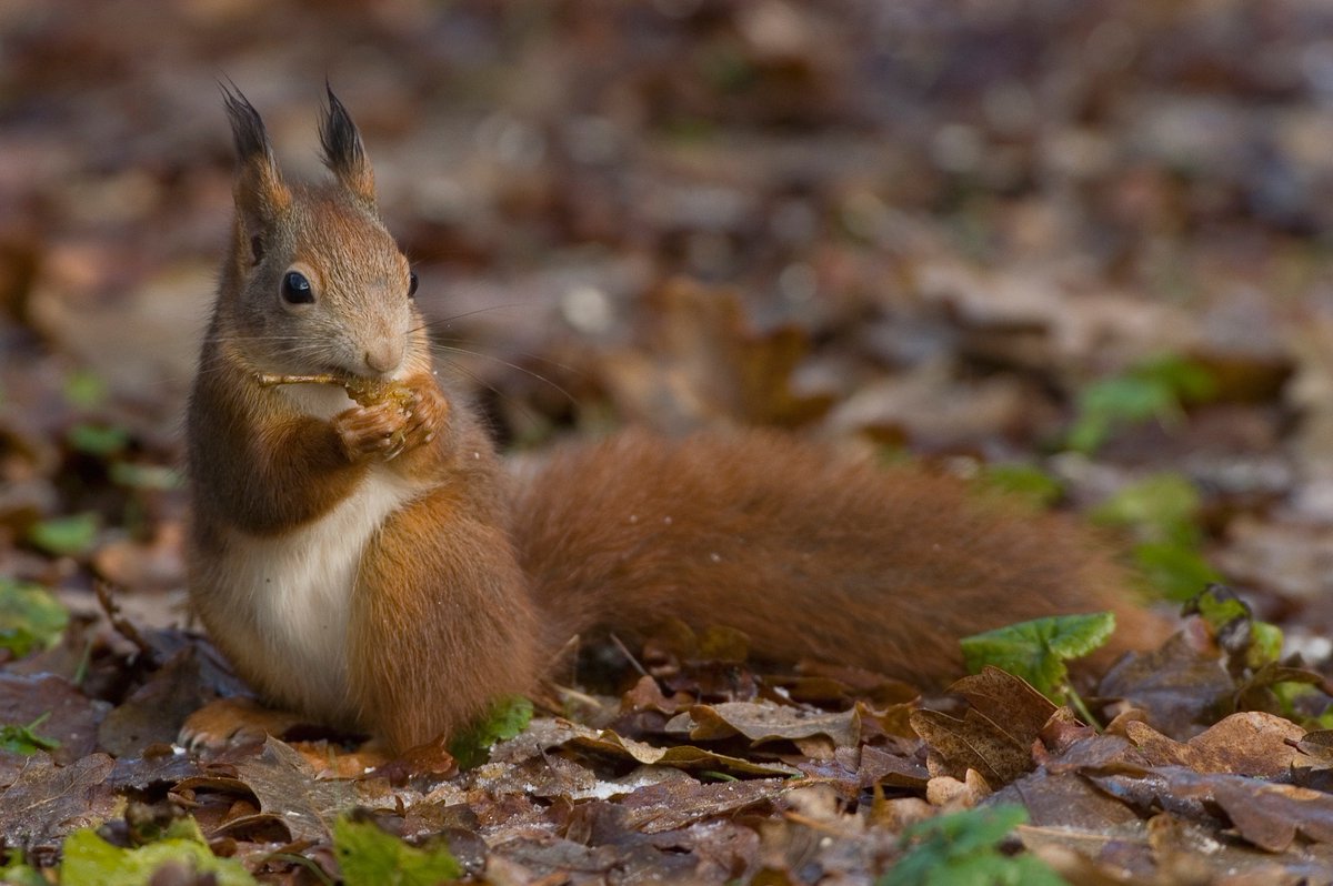 📅 Op 4 februari kunnen de kleine avonturiers op zoek naar sporen in de Maasduinen. Tijdens deze leerzame wandeling ontdekken de kinderen dat er ook in de winter leven is in het bos. De excursie start om 10:00 uur vanuit Afferden 👉 bit.ly/kinderactivite… #weekendtip