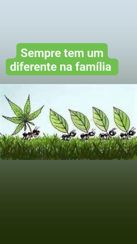 Bom dia família