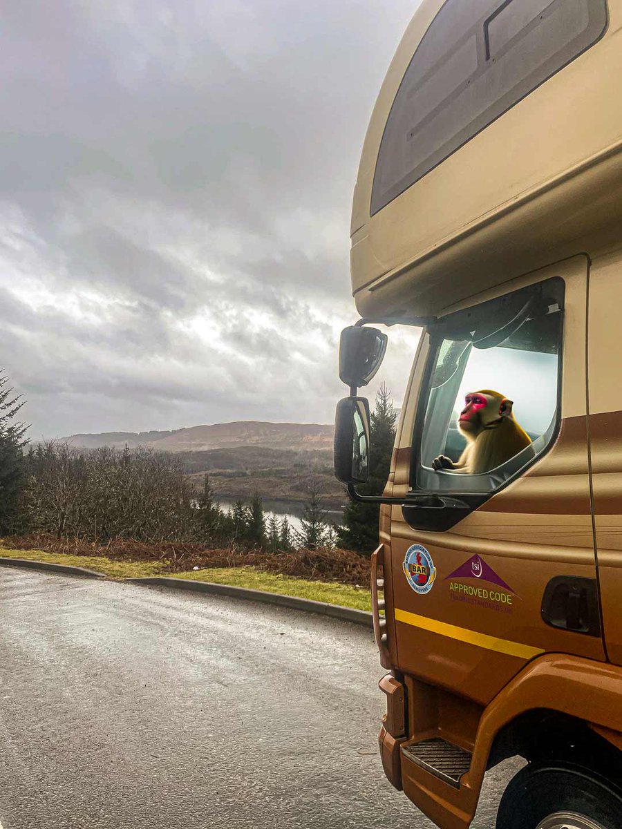 PurdieWorldwide's tweet photo. A brief stop for some pictures near Aviemore, and our crew seems to picked up a hitch-hiker! π€£
#macaque #missingmonkey #Aviemore #stowaway #hitchhiker @HighlandWPark @EdinburghZoo @ashleyrclark1 @HelpForMovers @BARremovers https://t.co/d1wGT4mpUX