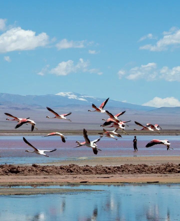 Laguna Carachi Pampa, Antofagasta de la Sierra, Catamarca.
📷 sebau84