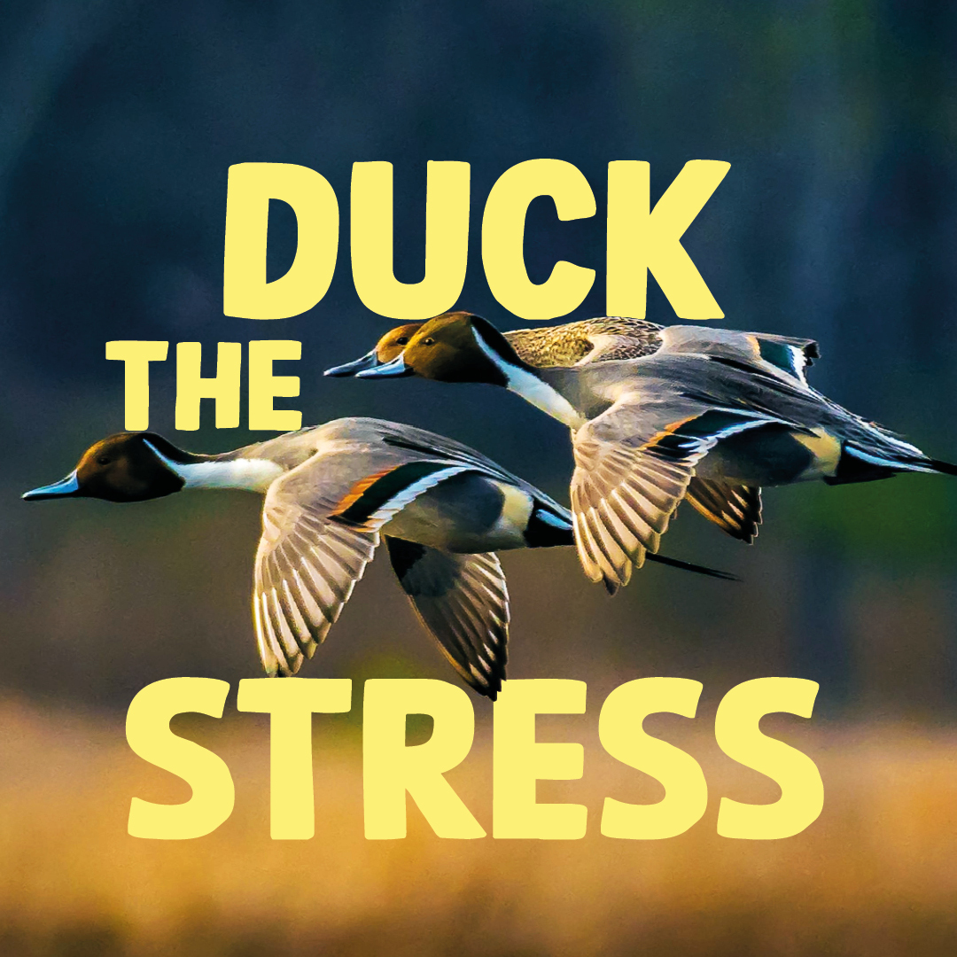 WWTCastleEspie's tweet photo. Duck the stress of modern life with our #WorldWetlandsDay walk, guided by Learning Manager John 🦆

✨ Fri 2 Feb, 2pm ✨

You can even bring a friend for free! 💙

Find out more 👉 https://t.co/JN92lX2LlT  

#WWD2024 #MyGiantAdventure #BelfastPlus https://t.co/uVXn35gS7B