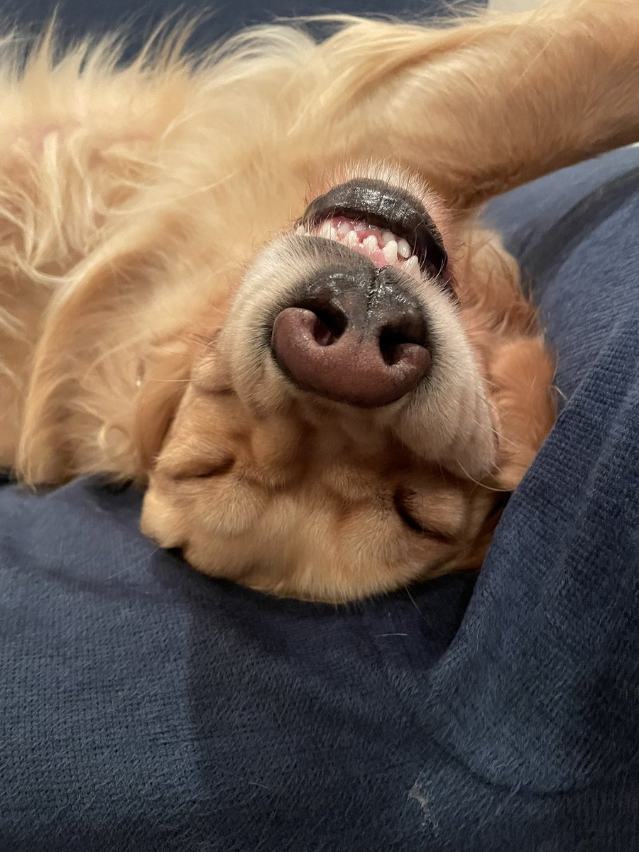 piece_0501's tweet photo. 皆さま今日もお疲れ様でした
おやすみなさい🐶💤 https://t.co/kzN431Mfjn