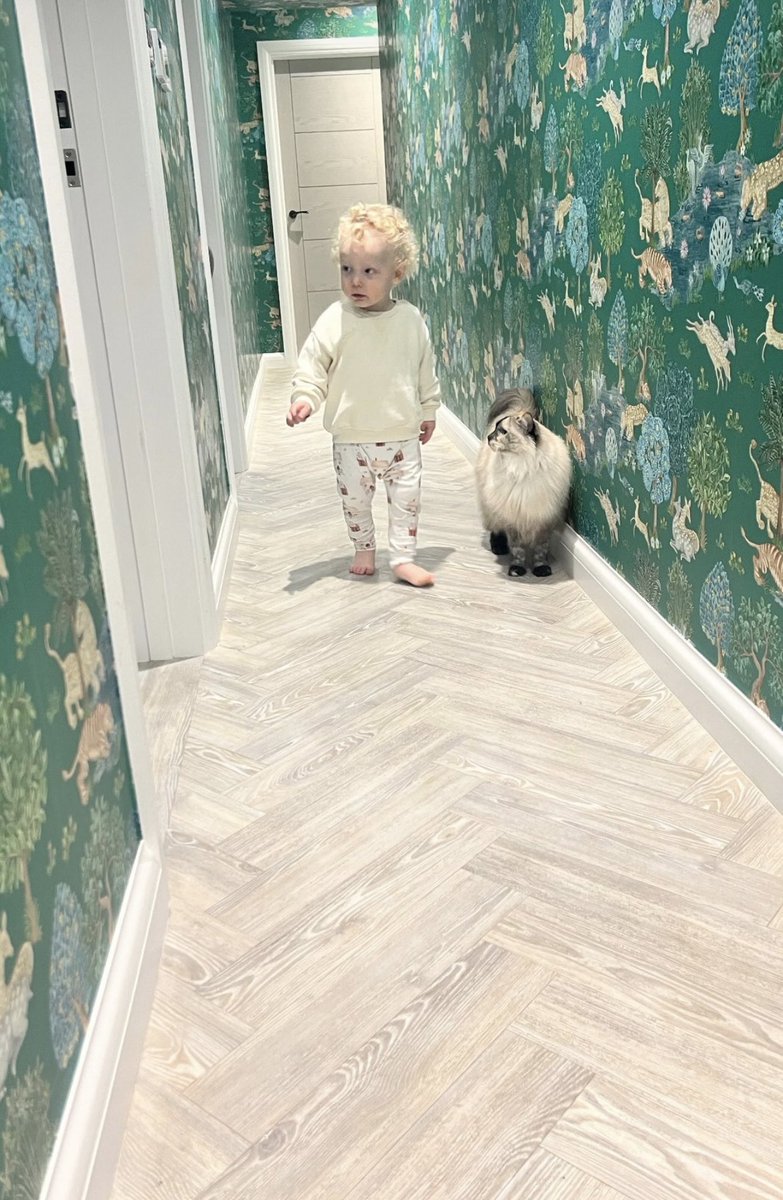SadieG28's tweet photo. Cuteness overload....grandson Leo and Rosie 💙🩷#grandson #ragdoll https://t.co/057e3nfTPy