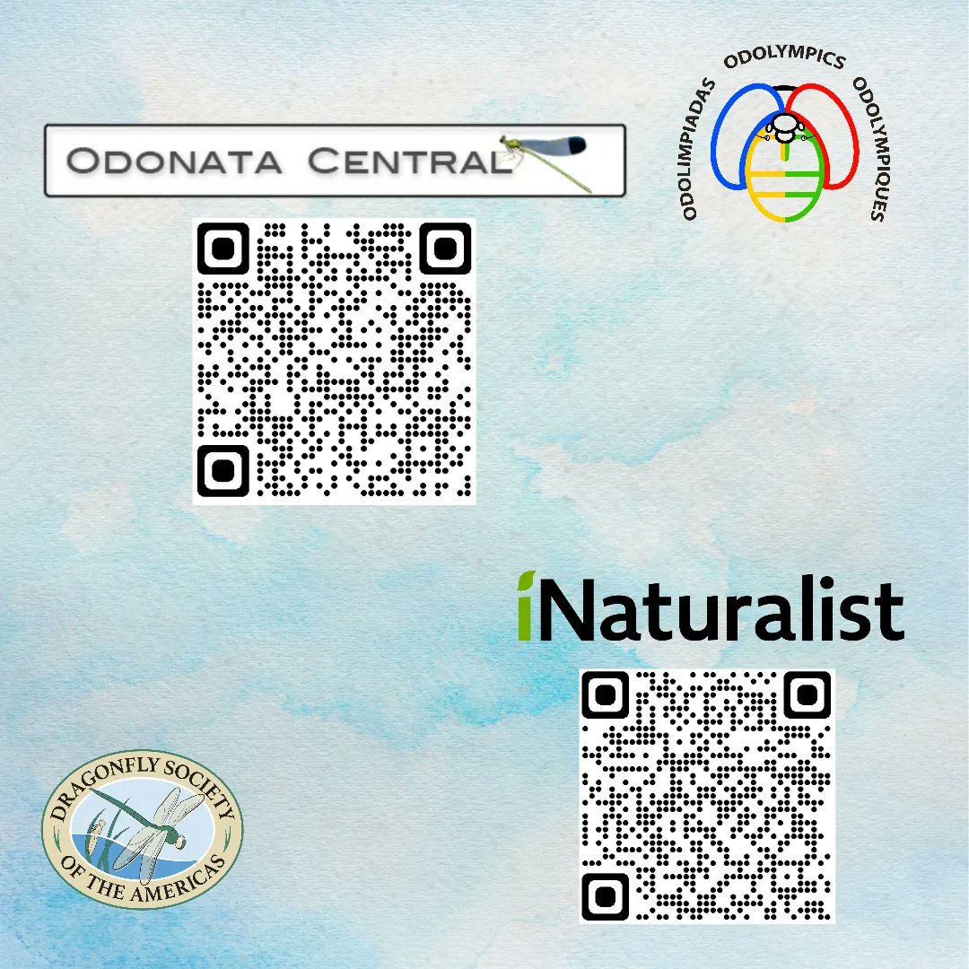 OdonataAmericas's tweet photo. ๐จ #Odolympics are almost here!
From February 10th to February 18th our goal is to record as many species as possible. ๐
Do you accept this challenge? ๐
๐ฒ Upload your records on:
- Odonata Central: https://t.co/1YBEJTU34T
- I Naturalist: https://t.co/ciFZfrUDsP https://t.co/DIXpywe00G