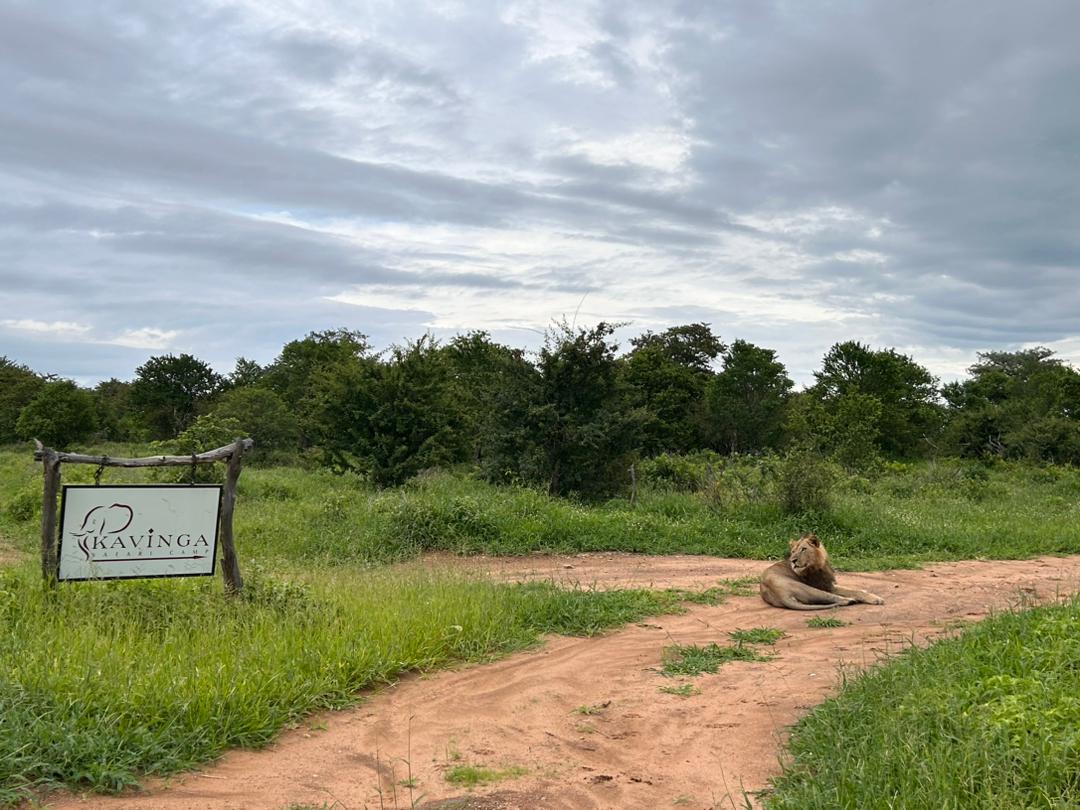 Waiting to welcome you back to camp really soon! You don't get a better welcome than this - what a fantastic sighting at our sign! 🇿🇼🦁
📸: Clyde Elgar 
#kavingasafaricamp #manapools #wildzambezi #welcomehome #wetseason #lion #greetings #zimtravel