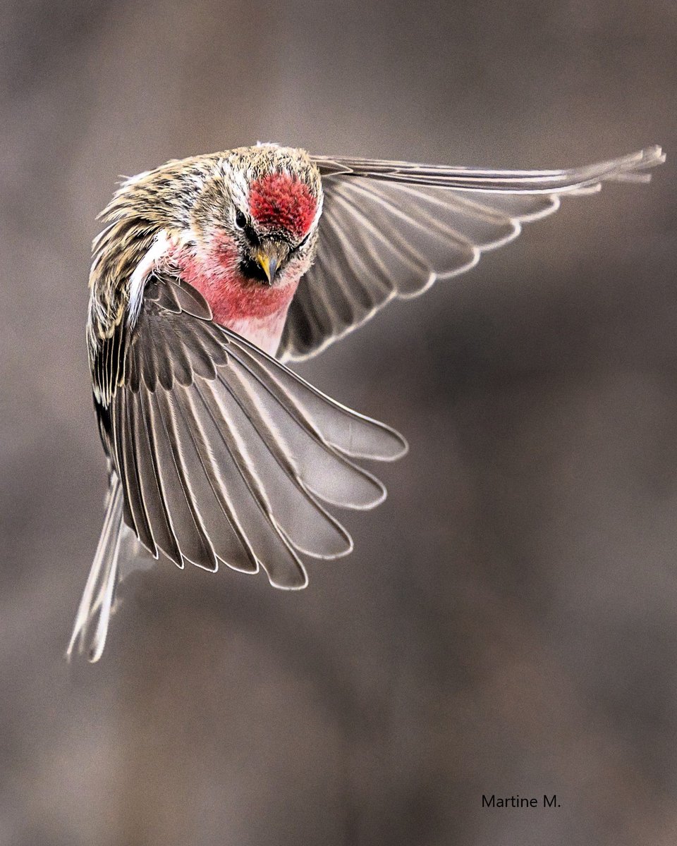 Common Redpoll