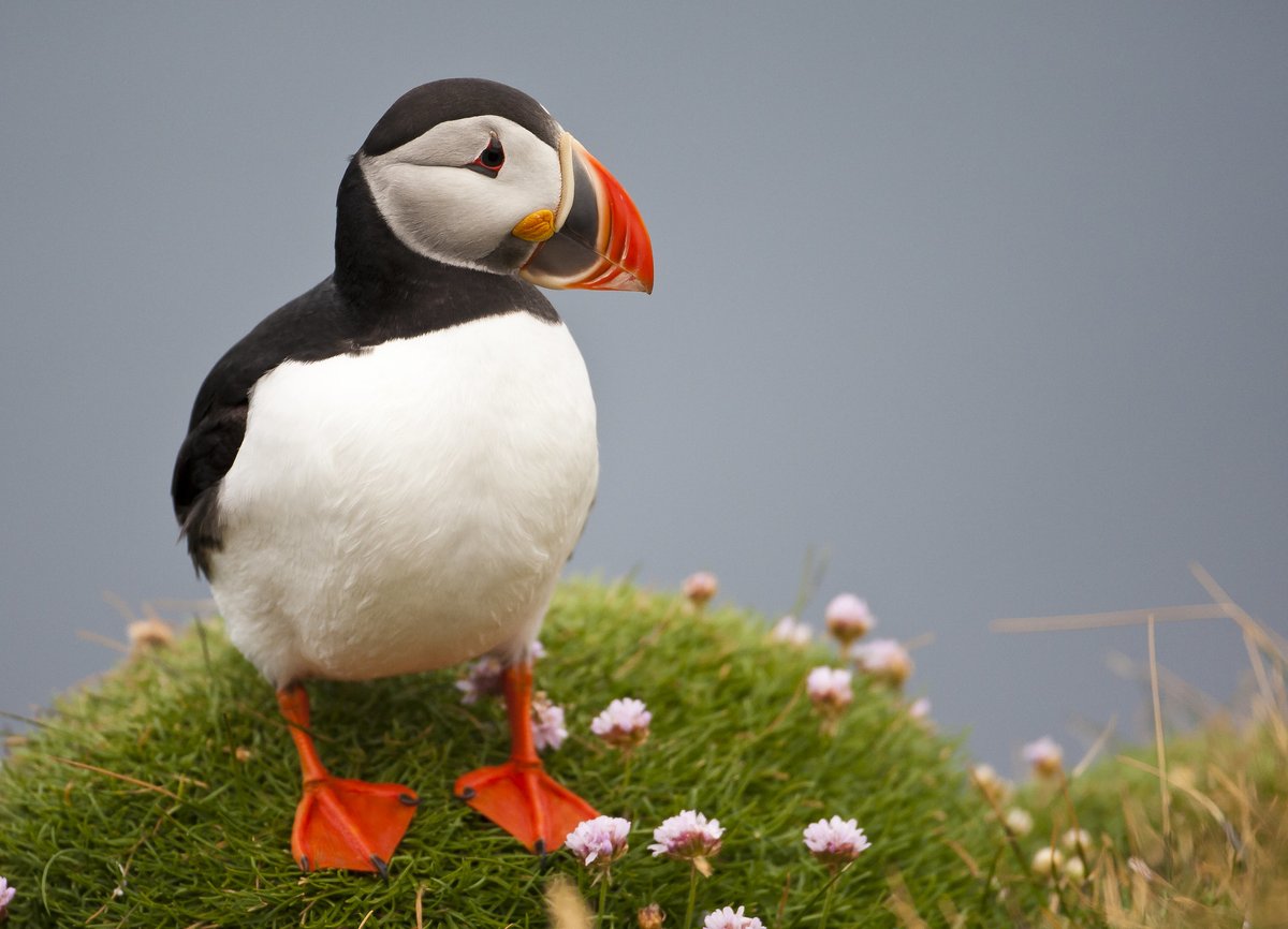 Great news for Puffins! The North Sea coast of England is to be closed to sandeel fishing. This will bring huge benefits to our marine and coastal wildlife, including seabirds, seals, and fish. naturalengland.blog.gov.uk/2024/01/31/env…