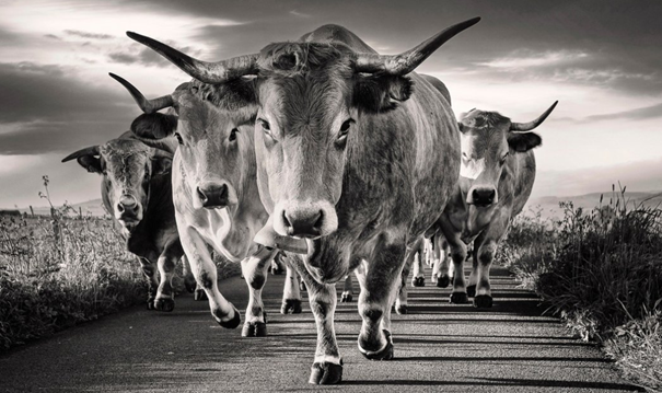 El Chacal tweet media