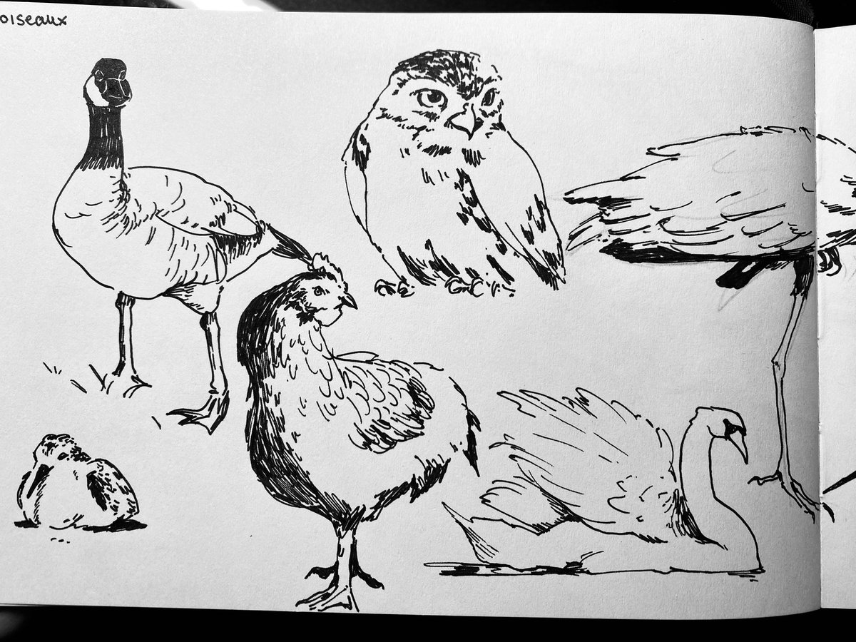 h0i44's tweet photo. Birds https://t.co/pzpfGe7ejB