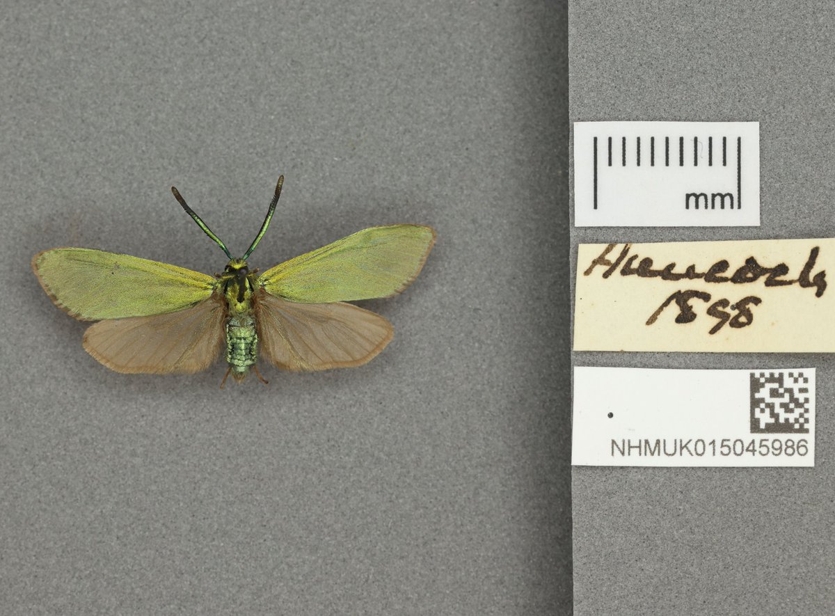 Digitising the NHM tweet media