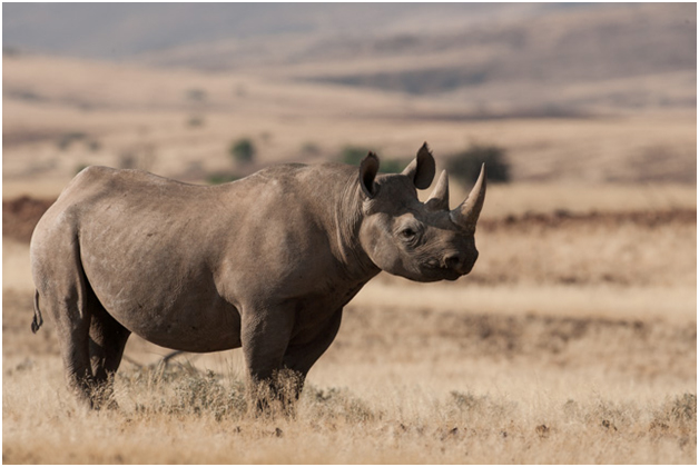 2/7 Cet animal est considéré comme en "danger critique d'extinction" par l'UICN. En 1970, il y en avait encore 70 000 ; ce nombre n'a cessé de chuter pour tomber à 2500 individus en 1995
#ChassePartage
#IlsSachentNousChassons
