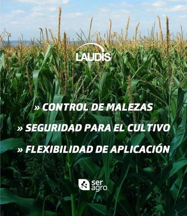 ¡Descubrí el #Poder y la #Protección del herbicida post-emergente de <a href="/AgroBayerAR/">Agro Bayer</a> para que sólo crezca maíz en tu campo! 

Potenciá tu #MODODEKALB con Laudis 🌽🙌🏻