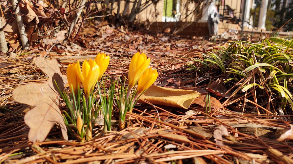 Matthew05291961's tweet photo. And now crocus 
#springawaits https://t.co/nZcAjew1gy