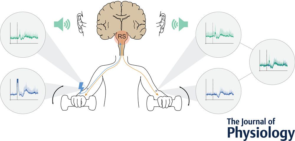 Volker Dietz, Nicole Sarah Holliger, Andrin Christen, Linard Filli (Sp@derbalgrist) and Marina Geissmann (@BalgristCampus) provide novel indirect evidence that the reticulospinal system is involved in the neural coupling of hand movements!
📜buff.ly/42g8nMu