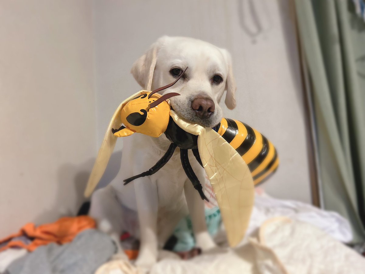 k62332957's tweet photo. 蜂🐝を仕留めました🐶
リアルでは仕留めないでね？ https://t.co/iVJONHMa6i
