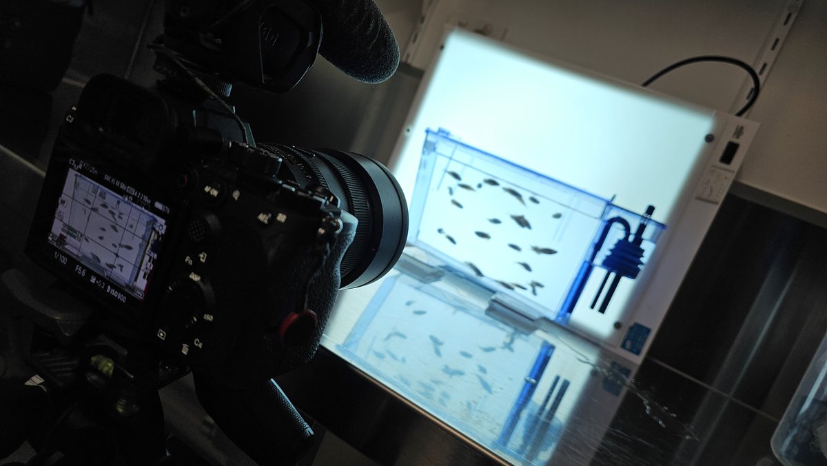 ZebraCLINICS's tweet image. #Zebrafish making the show ;-). Seems we are getting amazing results in the #MentalHealth part of the ZebraCLINICS team! In the meantime, seems the controls like the camera ;-)
@Griffith_Uni @Griffith_SciEnv @GRIDD_GU @QldBrainInst