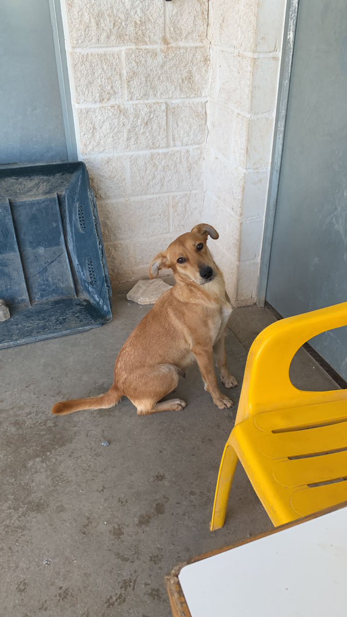 COLIFLOR

"Fui rescatada junto a mis cachorros y aquí estamos esperando nuestra oportunidad de comenzar una nueva vida. Yo soy muy buena, mimosa, sociable y tranquila, además que toda una luchadora."

🖇️: arcanoecordoba.es/animal/21630