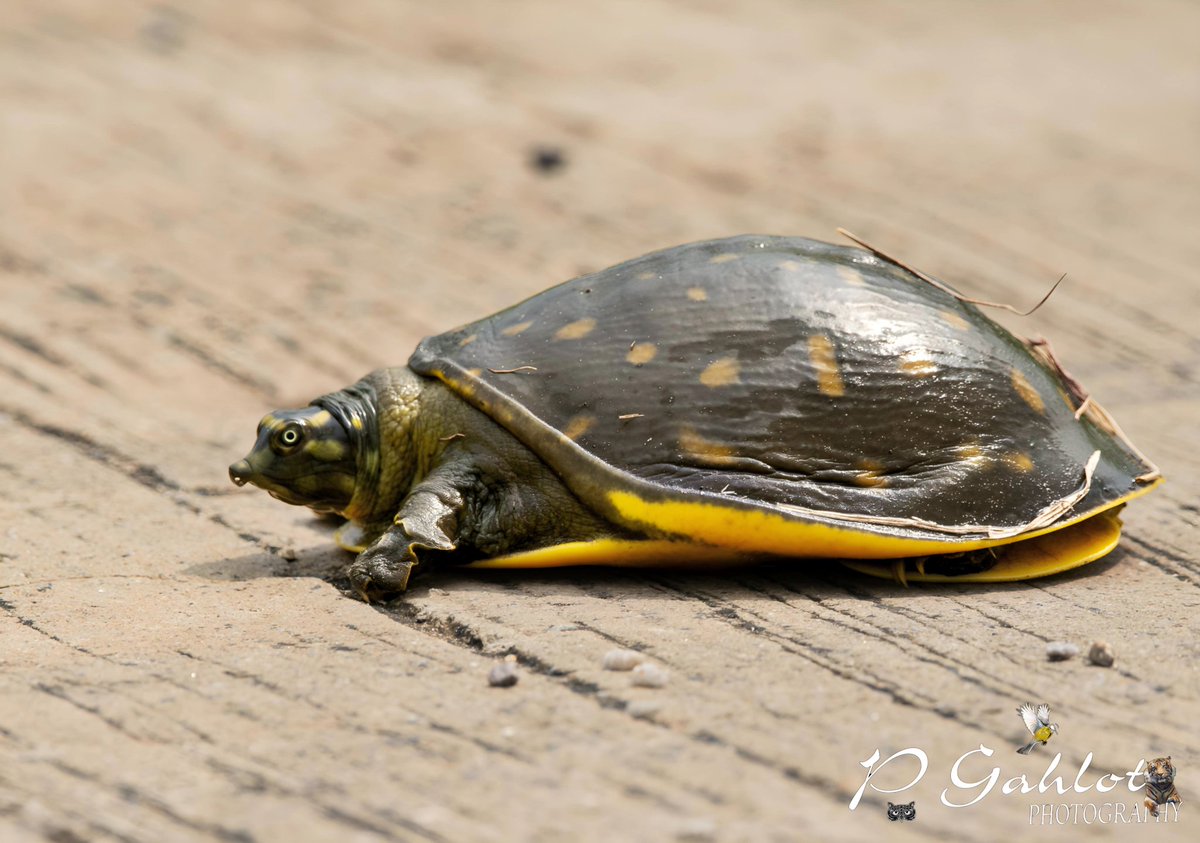 Indian flapshell turtle #Turtle #wildlifephotography #WildlifeWednesday #wildlife #Wilders #NaturePhotograhpy #NatureLover #NatureBeauty #reptile #reptiles #NaturePositive #TwitterNatureCommunity #TwitterNaturePhotography #BBCWildlifePOTD @incredibleindia @WildlifeMag @NatGeo