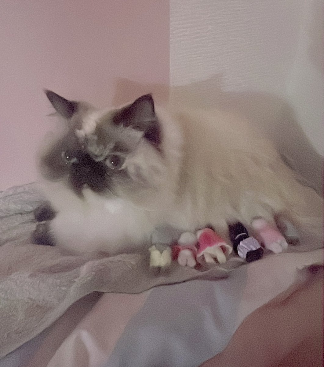 babka_thecat's tweet photo. 子だくさん🐈‍⬛🐨🦭🐈🐈🦭🐹 https://t.co/7BtUvRlDuT