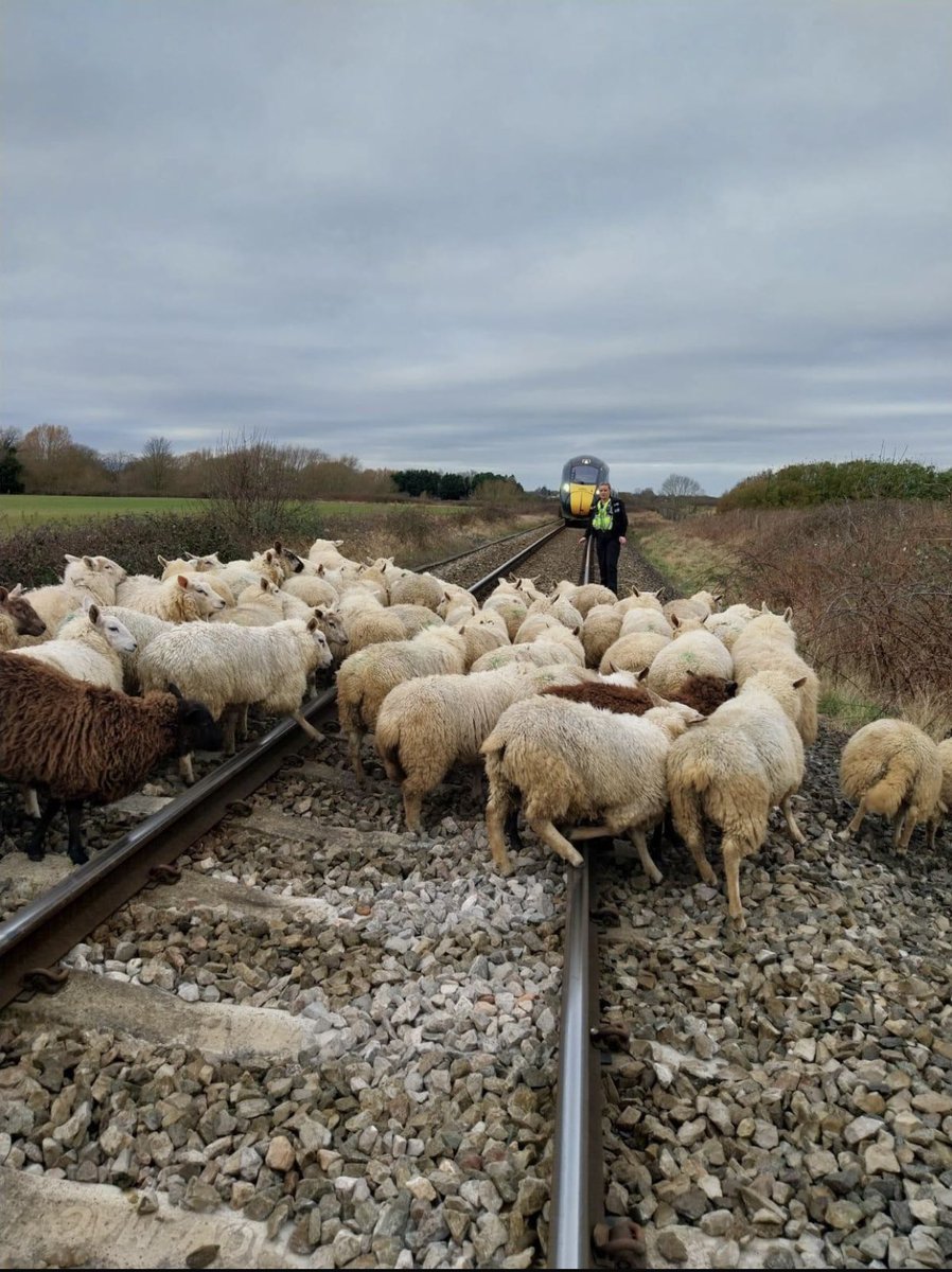 #PCKeeler and #PCSODoughty
Dealing with 120 sheep escapees on the railway track  at Wyre Piddle this morning with #BritishTransportPolice  
and 3 very helpful local work men assisting at a safe distance.

#PershoreRuralSNT
@InspDaveWise
#SheepBaaaaackInTheField
🐑