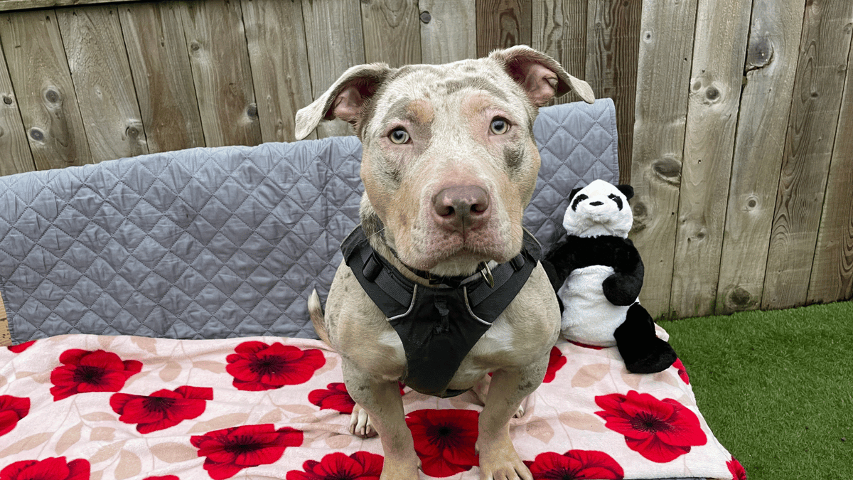 HopeRescue's tweet photo. Our team are broken today.

We’ve thought long and hard about whether to speak about this, but transparency is key for us, even if it leaves us vulnerable.

Read 10-month-old XL Bully Coconut’s story and the impact of the ban in real terms.

https://t.co/kRXaRE9EHX

@WGRural https://t.co/xdyRDAzWYH
