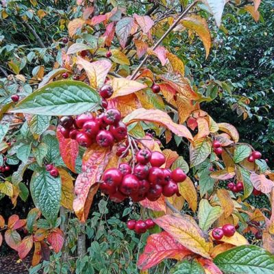 This #NationalStorytellingWeek we want to celebrate and share stories of community individuals and groups who have stepped up to create change within their local space💬

Today we're highlighting Craigieburn and the brilliant work that went into creating the community garden

1/2