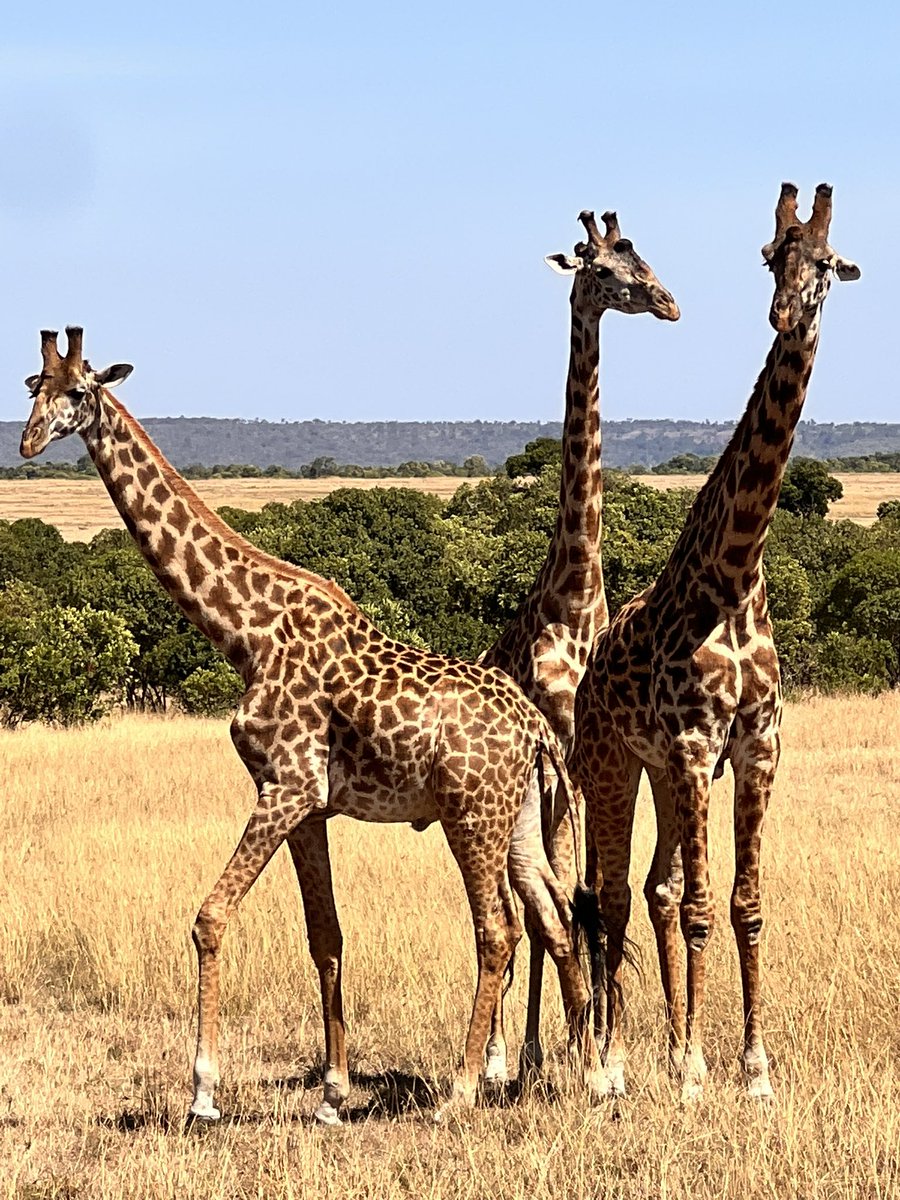 Witness the majestic giraffes at the heart of the Mara. 🦒💫
Embark on a once-in-a-lifetime safari experience at the Fairmont Mara Safari Club.
Book: 
📞+254 20 226 5000
✉Mara.Reservations@Fairmont.com
