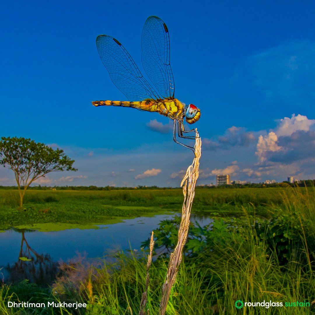 The #wetlands that surround #Kolkata support great biodiversity and provide it with numerous ecological benefits. One such wetland is the #SantragachiJheel in the Howrah district. Check out a photo story: l8r.it/gxWL Text by @Amrita_Dass Photos by @dhritimanimages