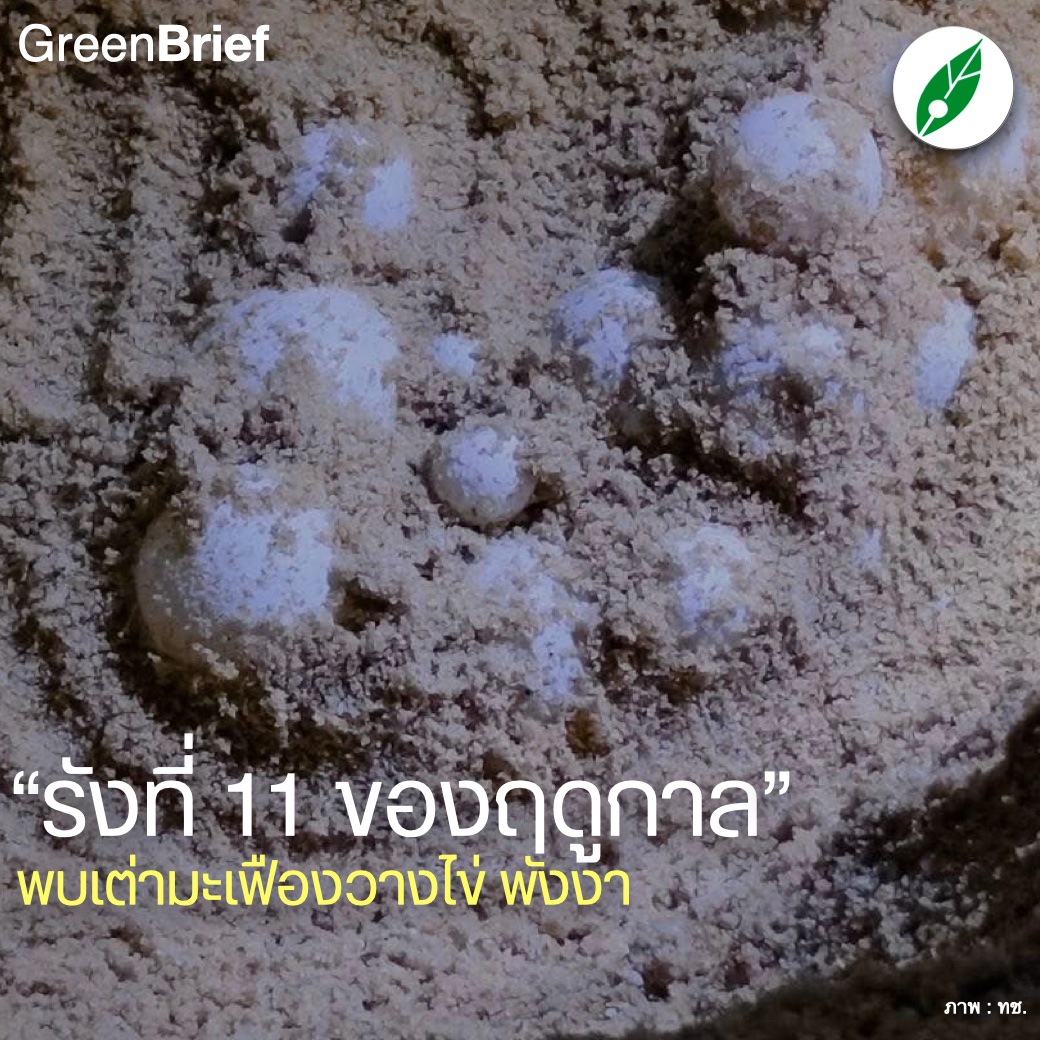greennewsagency's tweet photo. #GreenBrief “รังที่ 11 ของฤดูกาล” พบเต่ามะเฟืองวางไข่ที่หาดท่าไทร พังงา ผู้เชี่ยวชาญคาด “อาจเป็นแม่เต่าตัวใหม่หรือแม่เก่า Big Mom”

https://t.co/rmz3twQ9xo https://t.co/X1Nes3loYR