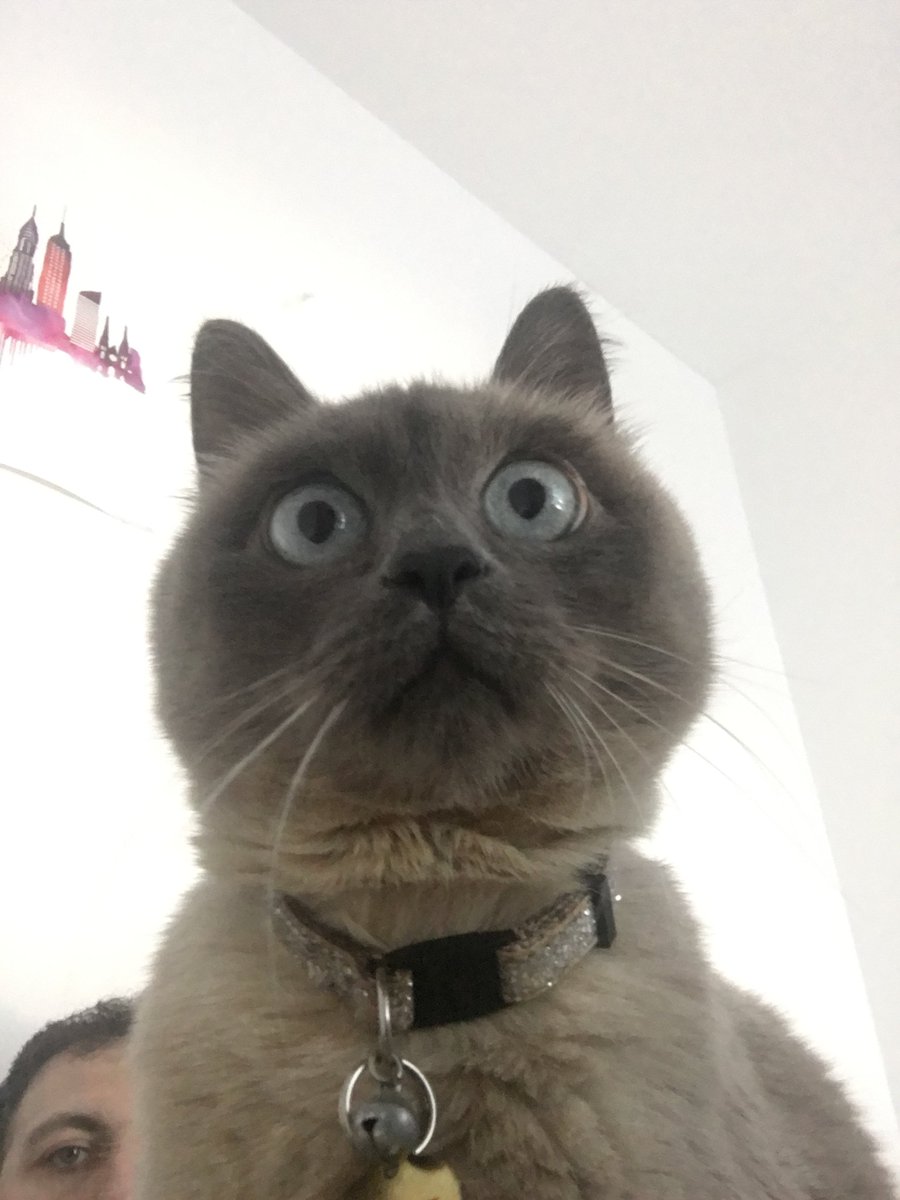 Shvartsbroit's tweet photo. 6/ On a personal note, I'm a huge cat lover 🐱 a foodie, future powerlifter/athlete and a boundary pusher. Right now, I'm on a unique weight loss journey, sharing insights on maintaining health and productivity. #PersonalChallenges https://t.co/3rXWpMjoF0