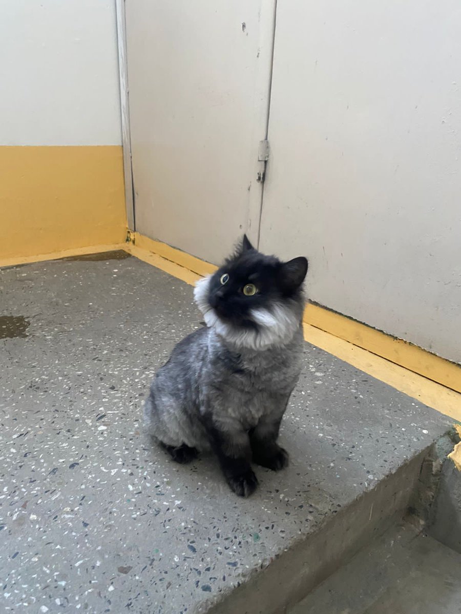 СРОЧНО 🆘️🆘️🆘️ 

В подьезде нашли кота, у него моча течет без конца, что то с мочевым.
Везем в клинику, нужны средства, чтобы заплатить за обследование и еще долг у нас в клинике 40 тысяч рублей. 

Друзья, у нас второй подобрыш за неделю, помогите, пожалуйста их вытянуть⤵️
