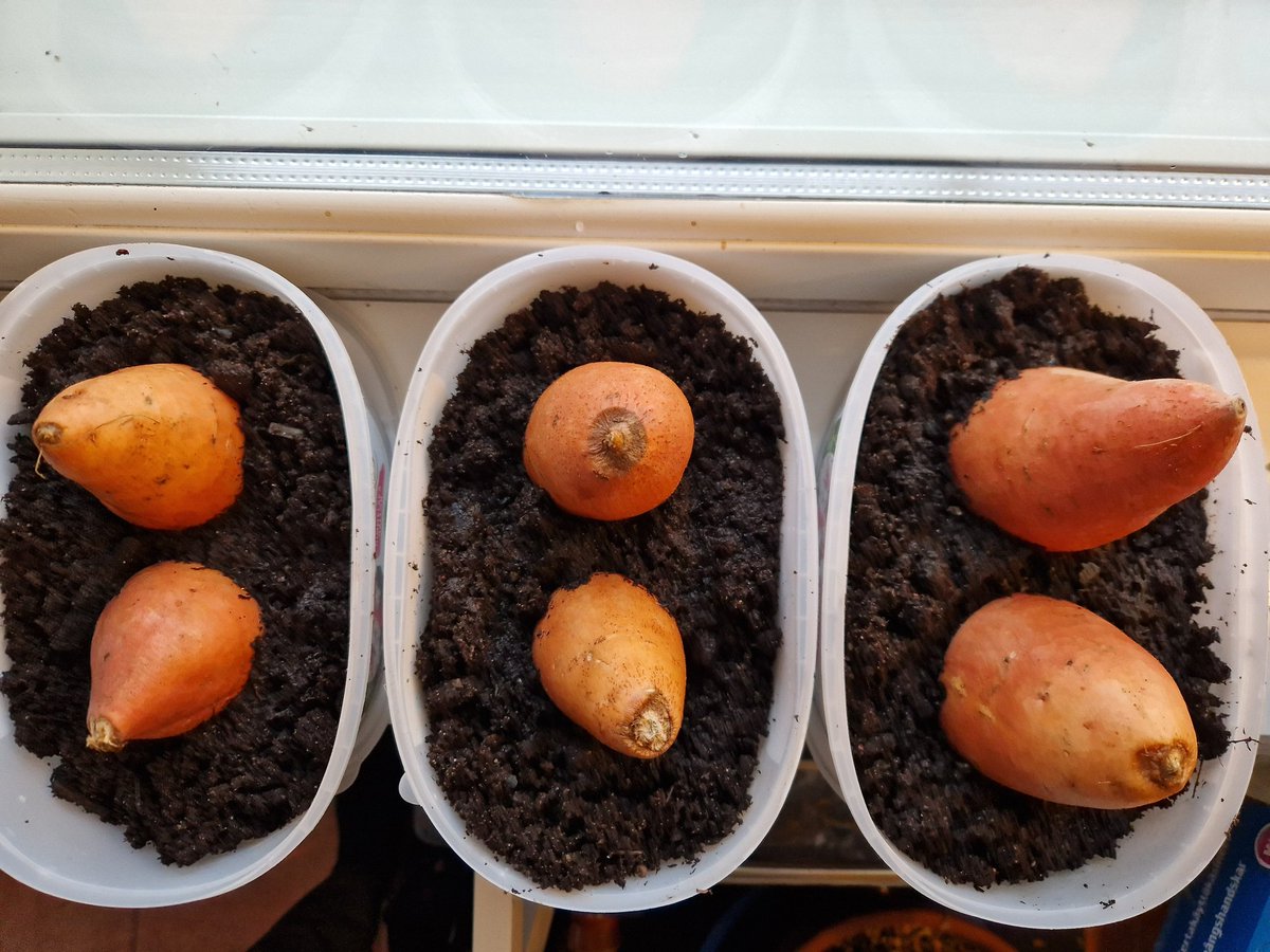SeijaPaasonen's tweet photo. Kiitos muistutuksesta @tapio_nurminen. Esikasvatus alkoi tänään 31.1. Viime vuonna idea kasvattamisesta tuli kovin myöhään, ja pistin saman määrän mukulan puolikkaita multaan vasta 8.4.2023. Juurrutin myös niihin tulleita versoja ja pientä satoa tuli niistäkin. #bataatti #testaus https://t.co/f61E65odBX