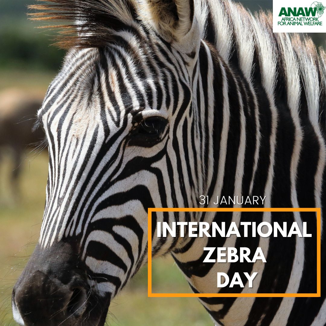 anaw_africa's tweet photo. Happy International Zebra Day! ๐ฆ
Today, we honor the mesmerizing stripes of zebras as we continue to raise awareness about their importance in the wild and advocate for the conservation of their habitats.
#InternationalZebraDay #ZebraDay #WorldZebraDay #ZebraConservation https://t.co/QyvCZ7buxj