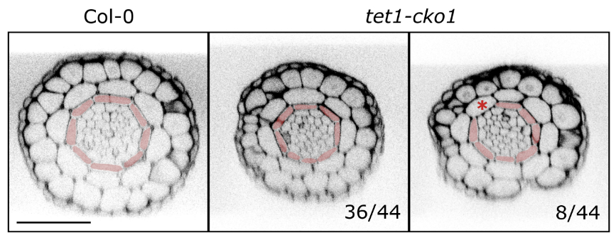 Matouš Glanc (@mglanc) on Twitter photo A precise balance of TETRASPANIN1/TORNADO2 activity is required for vascular proliferation and ground tissue patterning in Arabidopsis
Our work @PSB_VIB with @BertDeRybel <a href="/nataliaknstnt/">natalia konstantinova🇺🇦</a> et al. is finally at home <a href="/PPLplantarum/">Physiologia Plantarum</a>:
tinyurl.com/3ez6zjrx
🧵(1/8)👇 A precise balance of TETRASPANIN1/TORNADO2 activity is required for vascular proliferation and ground tissue patterning in Arabidopsis
Our work @PSB_VIB with @BertDeRybel <a href="/nataliaknstnt/">natalia konstantinova🇺🇦</a> et al. is finally at home <a href="/PPLplantarum/">Physiologia Plantarum</a>:
tinyurl.com/3ez6zjrx
🧵(1/8)👇