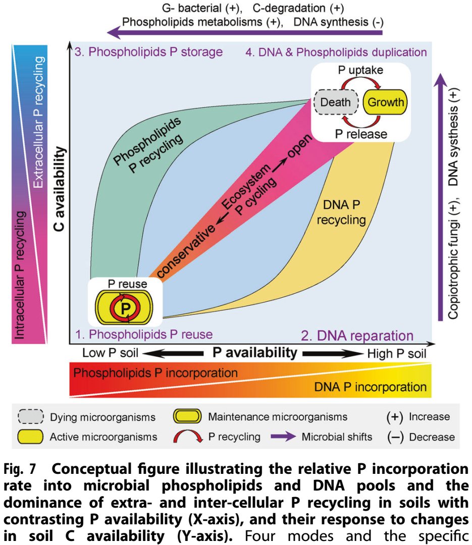 ykuzyakov's tweet photo. 💥NEW & Exciting 💥in ISME Communications
Microbial phosphorus recycling in #soil by intra- & extracellular mechanisms
https://t.co/Wz5GZu5esl
https://t.co/mvq5tWXT4t
Open Access
Thanks: Jie Chen, @MichaelaDippold, et al.
#microbialbiomass #enzymes #PLFA #Phosphorus #nitrogen https://t.co/1bdTuQ4UcT