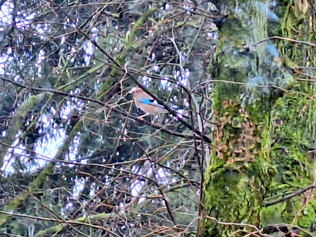 Bryan Vreijsen tweet media