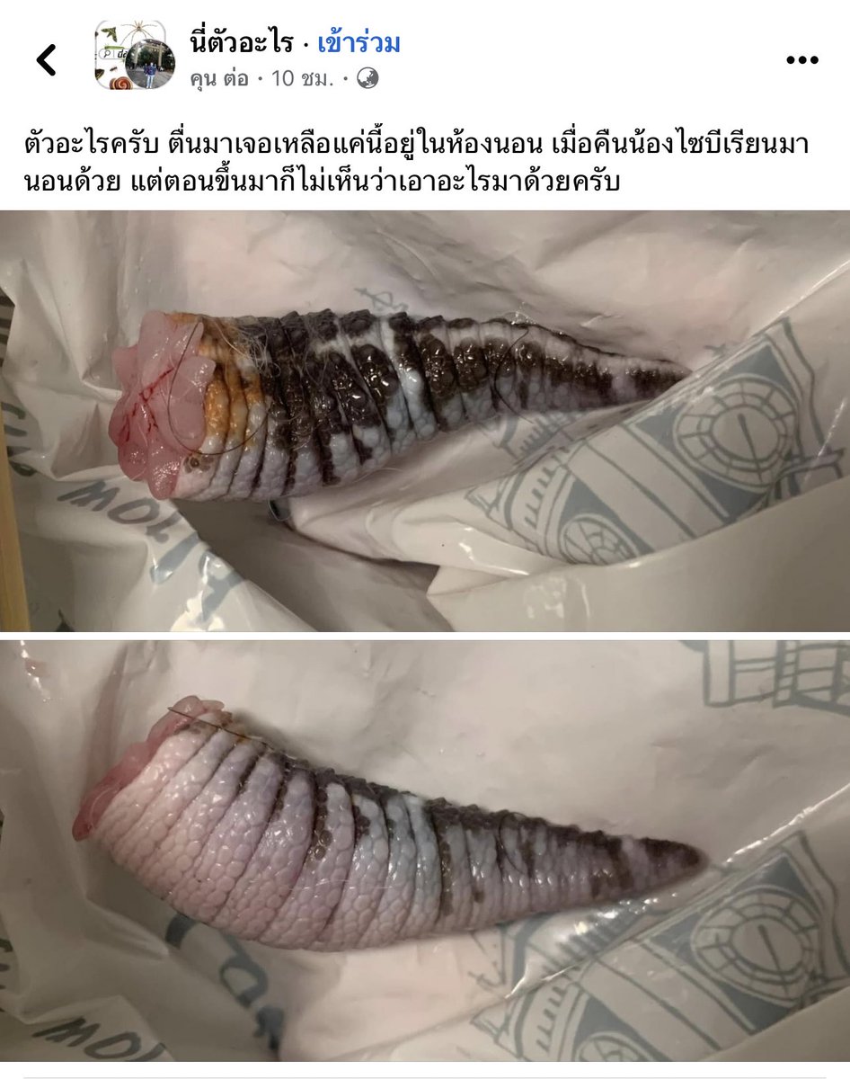 desirposter1565's tweet photo. เจอเจ้าของหางแล้วพีคมากอันนี้ https://t.co/7VQvxsGyOA