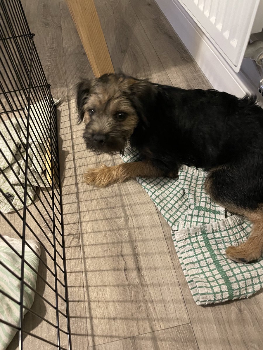 HomesChristineH's tweet photo. Made it to the end of this year’s 30 day yoga journey ⁦⁦@yogawithadriene⁩ FLOW! For 1st time had my very own Benji 🐶 join me, though Benedict #BTPosse puppy not ready (yet!) to downward dog with me &amp; yoga leggings chewed! #DogsofTwitter #Nomaste 🐾 #Namaste #FWFG #Amen https://t.co/F6fIqn3p8b